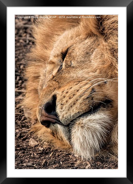 Relaxed Lion  Framed Mounted Print by Philip Hodges aFIAP ,