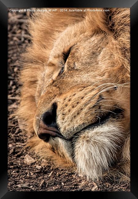 Relaxed Lion  Framed Print by Philip Hodges aFIAP ,