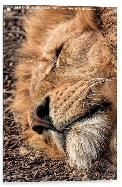 Relaxed Lion  Acrylic by Philip Hodges aFIAP ,
