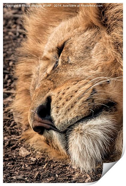 Relaxed Lion  Print by Philip Hodges aFIAP ,