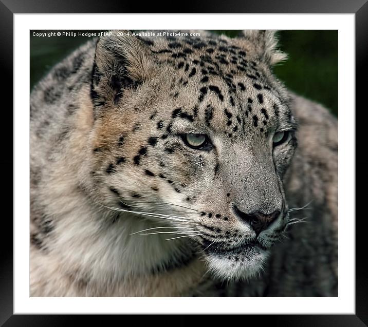 Snow Leopard  Framed Mounted Print by Philip Hodges aFIAP ,