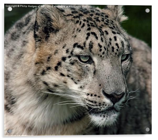 Snow Leopard  Acrylic by Philip Hodges aFIAP ,