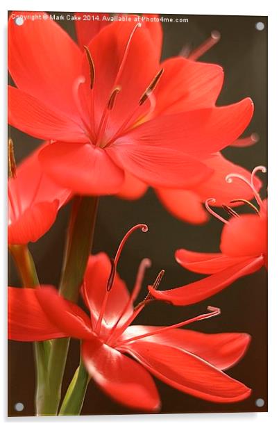  Hesperantha coccinea Major Acrylic by Mark Cake