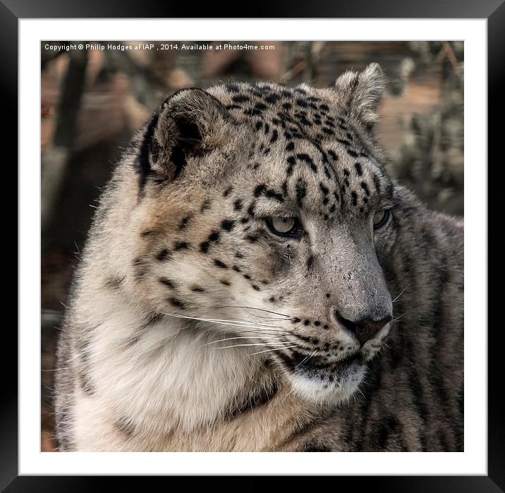 Snow Leopard 2  Framed Mounted Print by Philip Hodges aFIAP ,