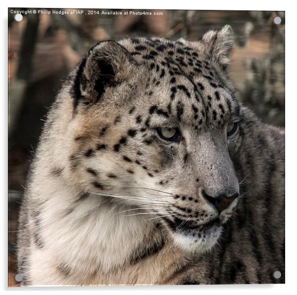 Snow Leopard 2  Acrylic by Philip Hodges aFIAP ,