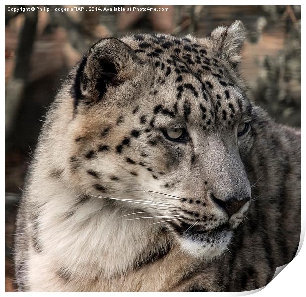 Snow Leopard 2  Print by Philip Hodges aFIAP ,