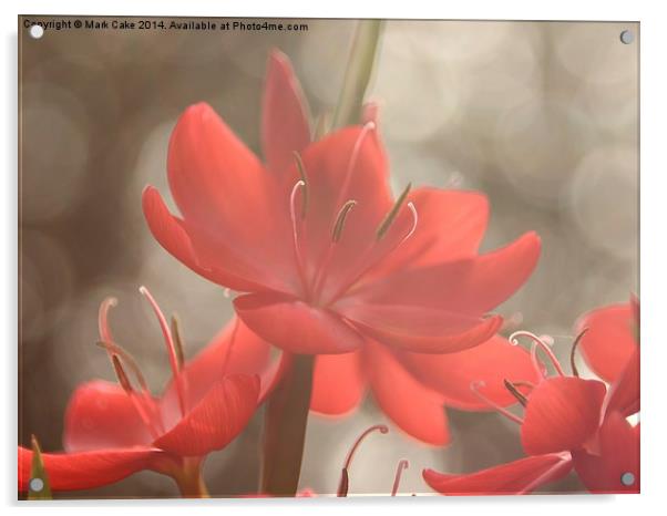  Kaffir lily dream Acrylic by Mark Cake