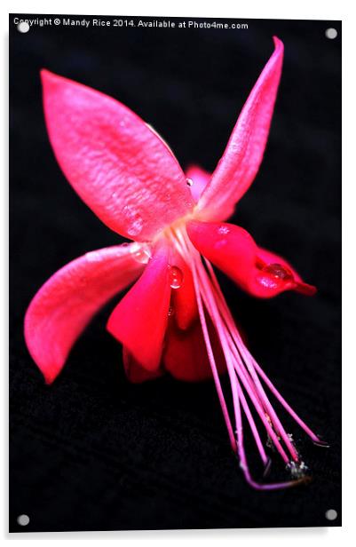 Fuschia flower  Acrylic by Mandy Rice