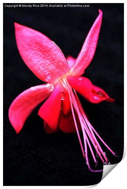 Fuschia flower  Print by Mandy Rice