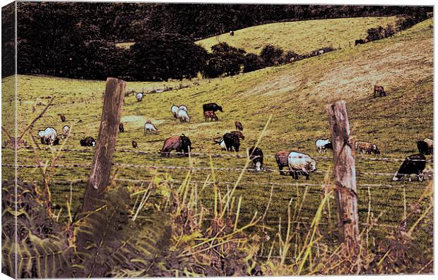  Out To Grass Canvas Print by sylvia scotting