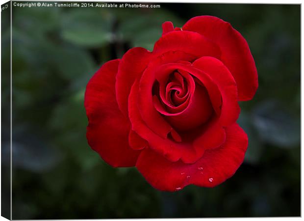 Enchanting Red Rose Canvas Print by Alan Tunnicliffe