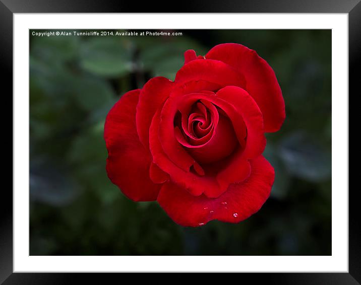 Enchanting Red Rose Framed Mounted Print by Alan Tunnicliffe