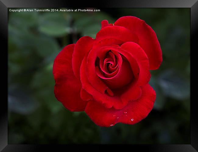 Enchanting Red Rose Framed Print by Alan Tunnicliffe