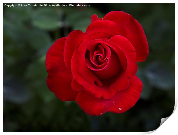  Red Rose Print by Alan Tunnicliffe