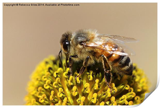  Honeybee  Print by Rebecca Giles