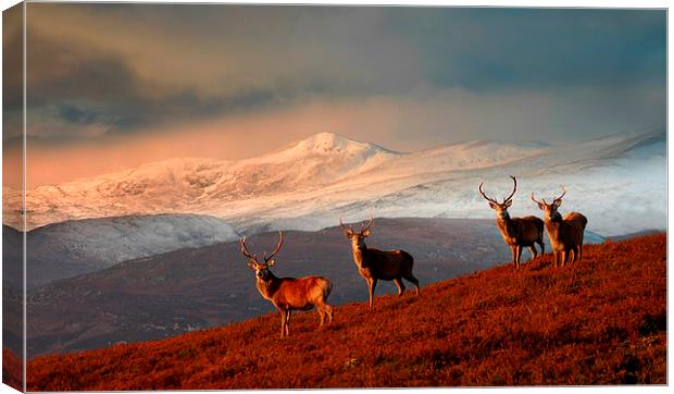 Highland Stags Canvas Print by Macrae Images