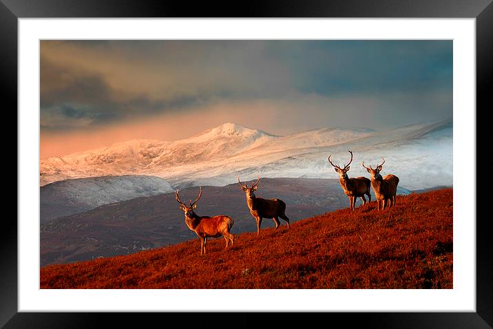 Highland Stags Framed Mounted Print by Macrae Images