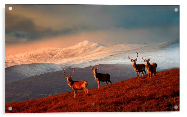 Highland Stags Acrylic by Macrae Images