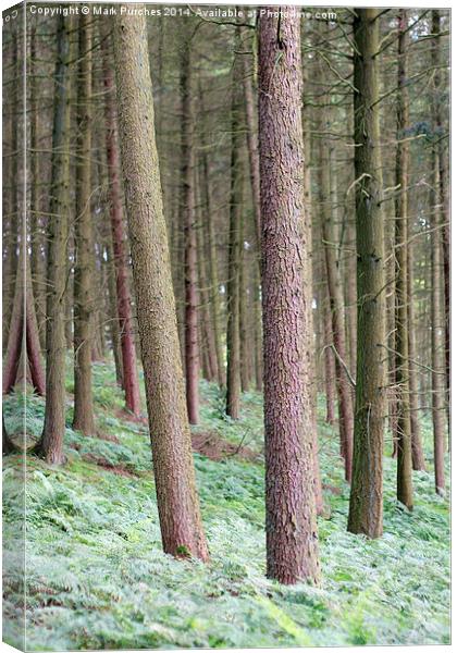 Tree Trunks Within Woods Canvas Print by Mark Purches