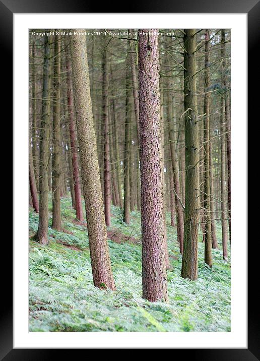 Tree Trunks Within Woods Framed Mounted Print by Mark Purches