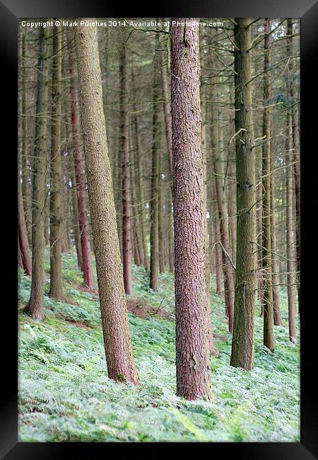 Tree Trunks Within Woods Framed Print by Mark Purches