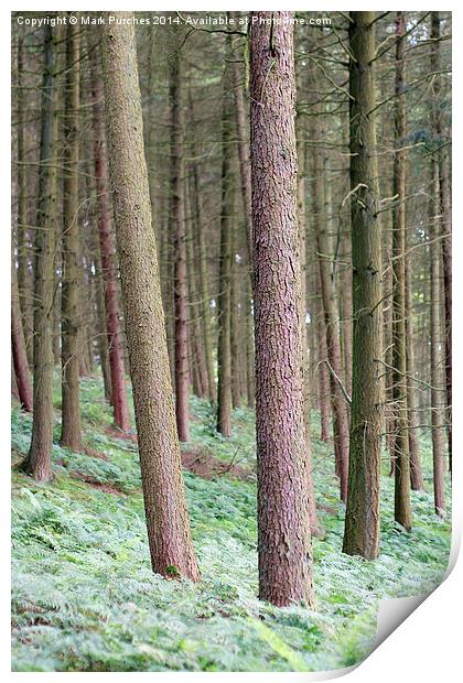 Tree Trunks Within Woods Print by Mark Purches