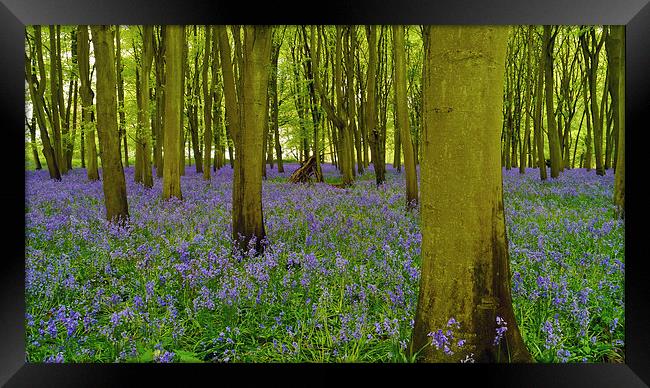  Bluebells at Badbury Clump. Framed Print by Brian Sharland