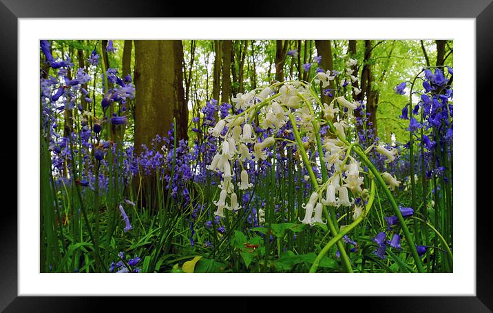  Whitebells Amongst The Bluebells, Cadbury Clump,  Framed Mounted Print by Brian Sharland