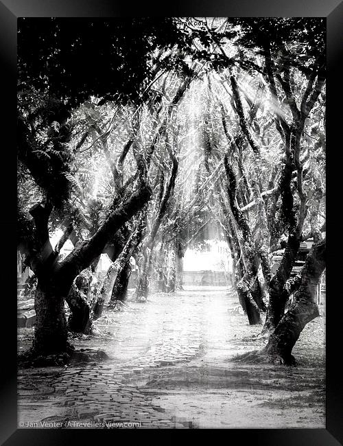  Tree Lane. Framed Print by Jan Venter