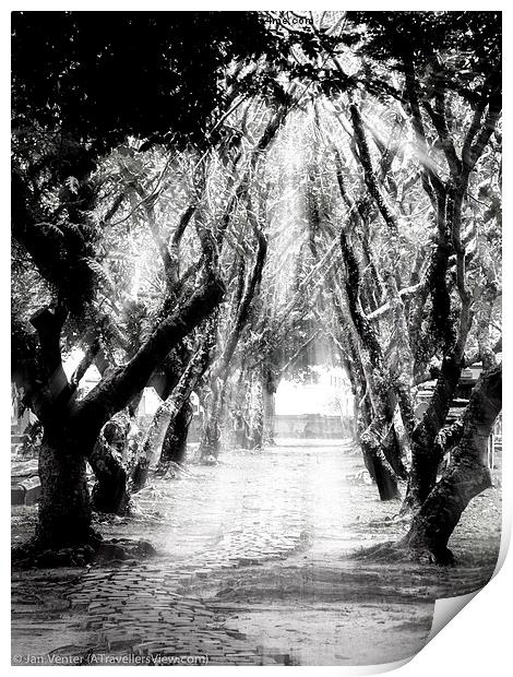  Tree Lane. Print by Jan Venter