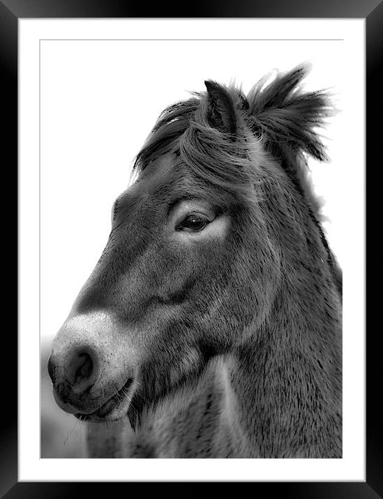 Exmoor Pony Framed Mounted Print by Mike Gorton