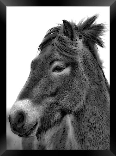 Exmoor Pony Framed Print by Mike Gorton