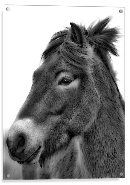 Exmoor Pony Acrylic by Mike Gorton