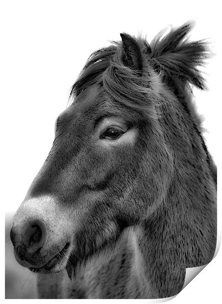 Exmoor Pony Print by Mike Gorton
