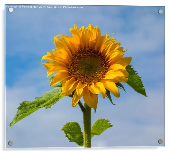  Sunflower 1 Acrylic by Peter Jordan