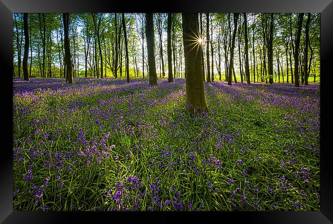  Bluebells in bloom Framed Print by Gopal Krishnan