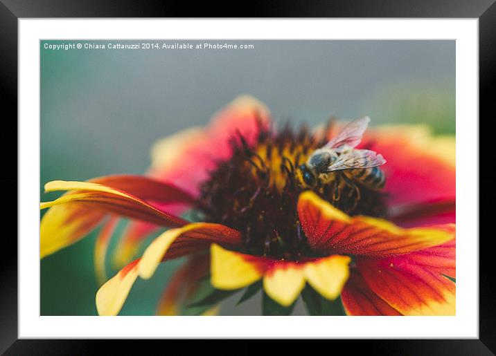  A bee on a flower Framed Mounted Print by Chiara Cattaruzzi