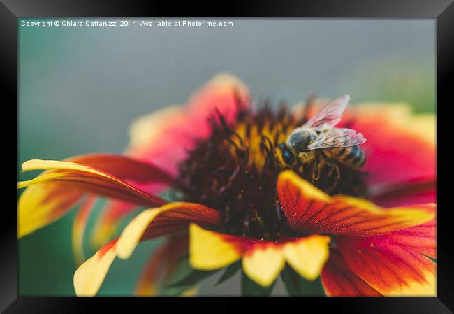  A bee on a flower Framed Print by Chiara Cattaruzzi