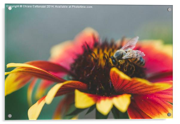  A bee on a flower Acrylic by Chiara Cattaruzzi