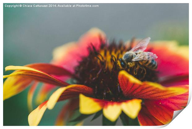  A bee on a flower Print by Chiara Cattaruzzi
