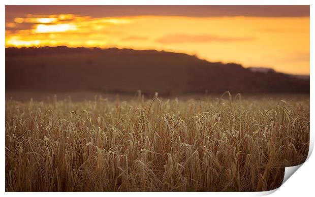  Wheat fields on the north wessex downs Print by Gopal Krishnan