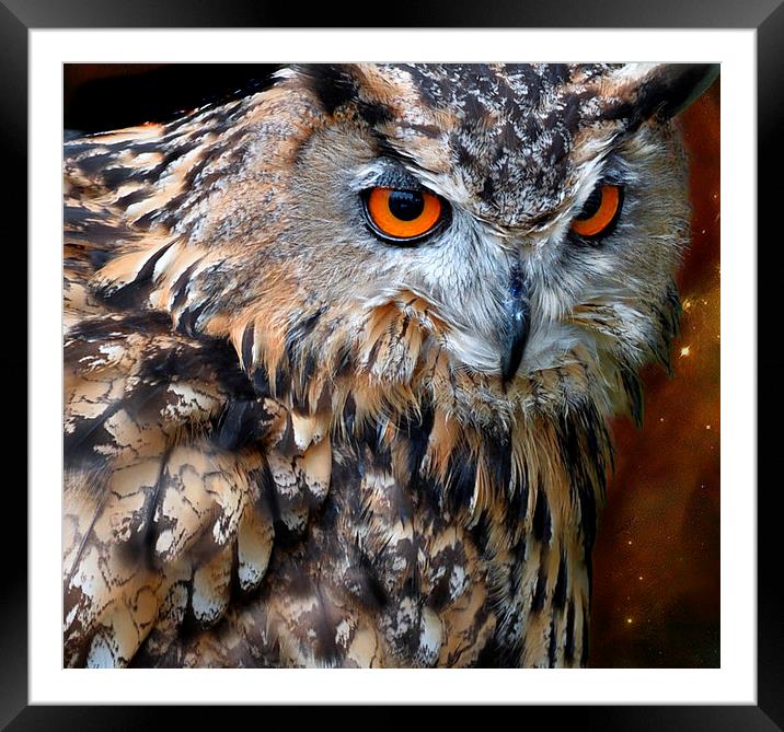  Night owl Framed Mounted Print by Alan Mattison