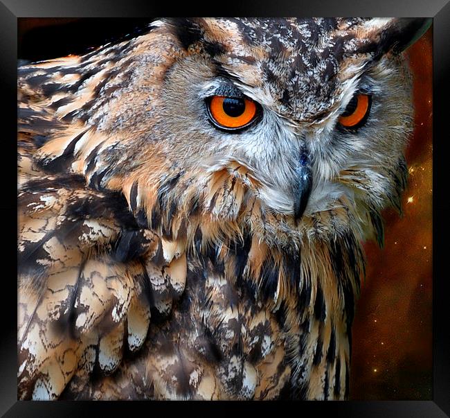  Night owl Framed Print by Alan Mattison