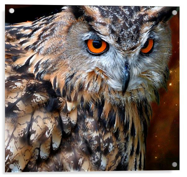  Night owl Acrylic by Alan Mattison