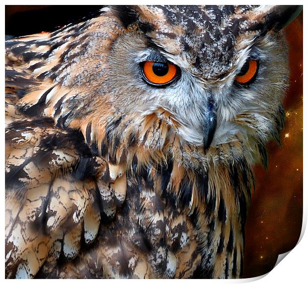  Night owl Print by Alan Mattison