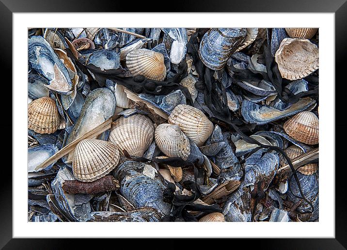  Cockles and Mussels Framed Mounted Print by Karen Appleyard