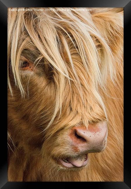  Highland Cow Portrait Framed Print by Chris Thaxter