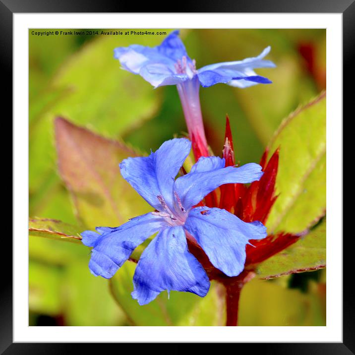 Hardy Plumbago herbaceous shrub Framed Mounted Print by Frank Irwin