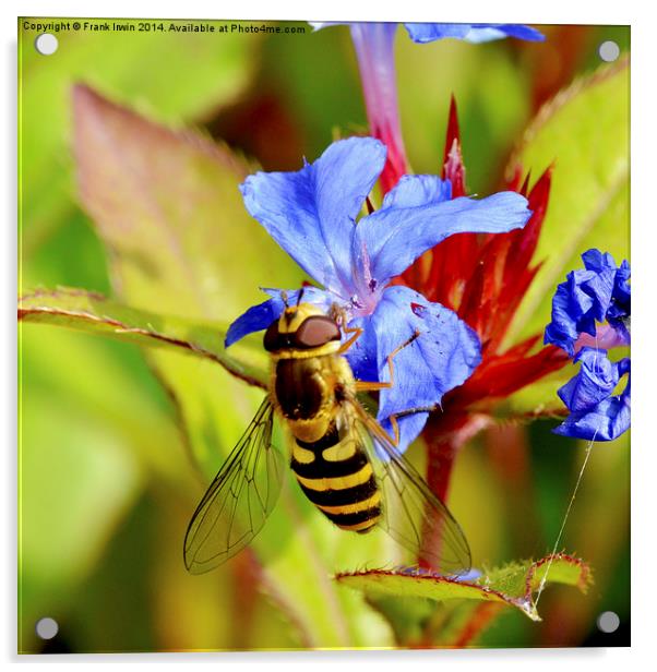  Hardy Plumbago herbaceous shrub, a wasp feeds Acrylic by Frank Irwin