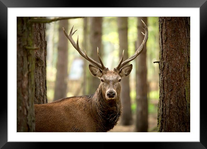  The Stare Framed Mounted Print by Selena Chambers